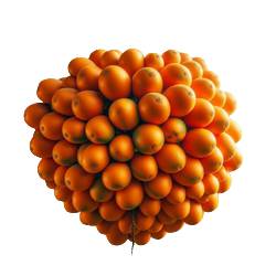 La pêche de palmier, fruit orange Bactris gasipaes