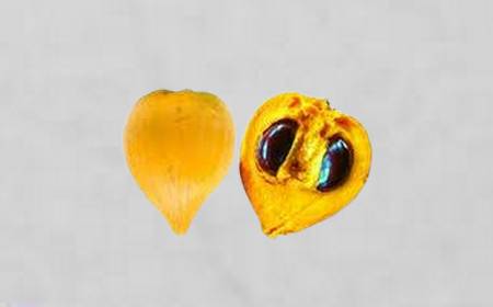 Canistel entier et coupé en deux, montrant la peau jaune et la chair dense et orangée