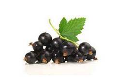 Grappes de cassis noirs, baies en C