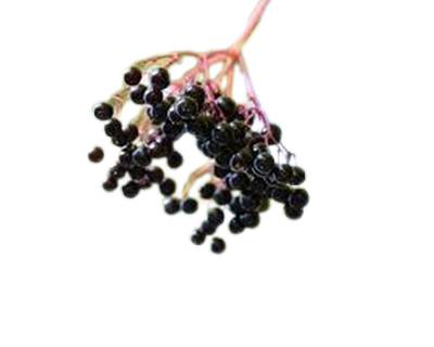 Elderberry (Sureau)