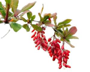 Épine-Vinette (Berberis)