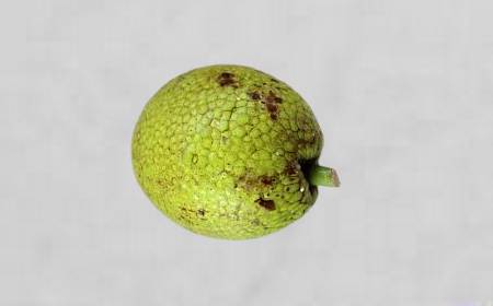 Fruit à pain entier, vert et texturé