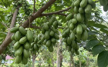 Des bilimbis verts poussant en grappes sur l'arbre.