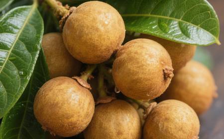 Des fruits de clausena frais, de couleur jaune-brun, avec des feuilles.