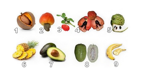 Collection des fruits exotiques les plus connus