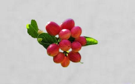 Plusieurs baies du fruit miracle, rouges et brillantes