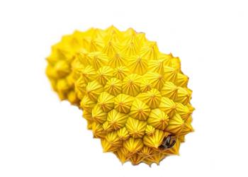 Fruit du Pandanus, large et segmenté, ressemblant à un ananas