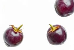 Myrtilles bleues foncées, petites baies en M