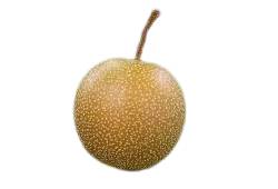 Poire asiatique (Nashi) ronde et croquante, fruit en P