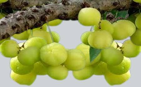 Grappe de surelles fraîches sur une branche