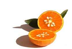 Tangors, hybrides de tangerine et orange, fruit en T